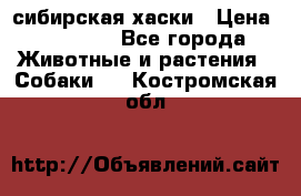 l: сибирская хаски › Цена ­ 10 000 - Все города Животные и растения » Собаки   . Костромская обл.